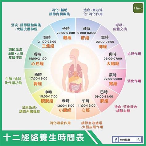 十二時辰經絡表